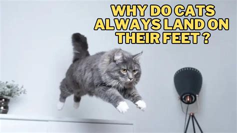 What type of software is used to control a computer? And why do cats always land on their feet?